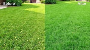 eliminating grass burs effectively