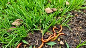 grub worm invasion alert