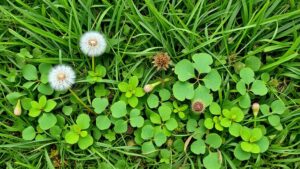 northern virginia lawn weeds